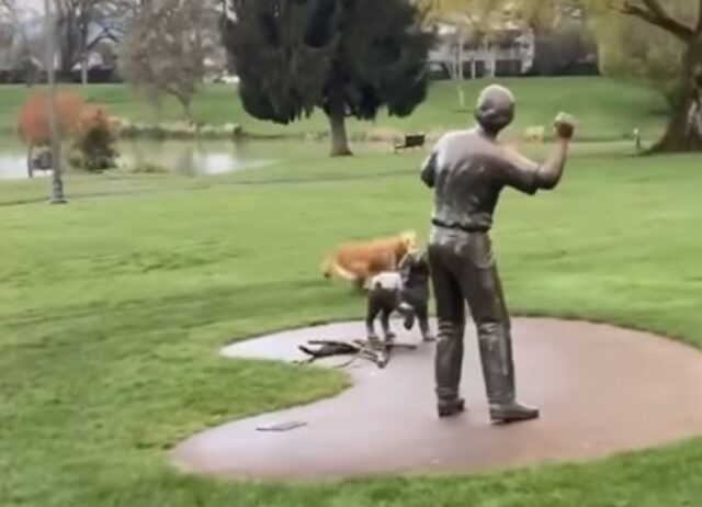 Il simpatico cagnolone si arrabbia con la statua che non vuole lanciargli la pallina (VIDEO)