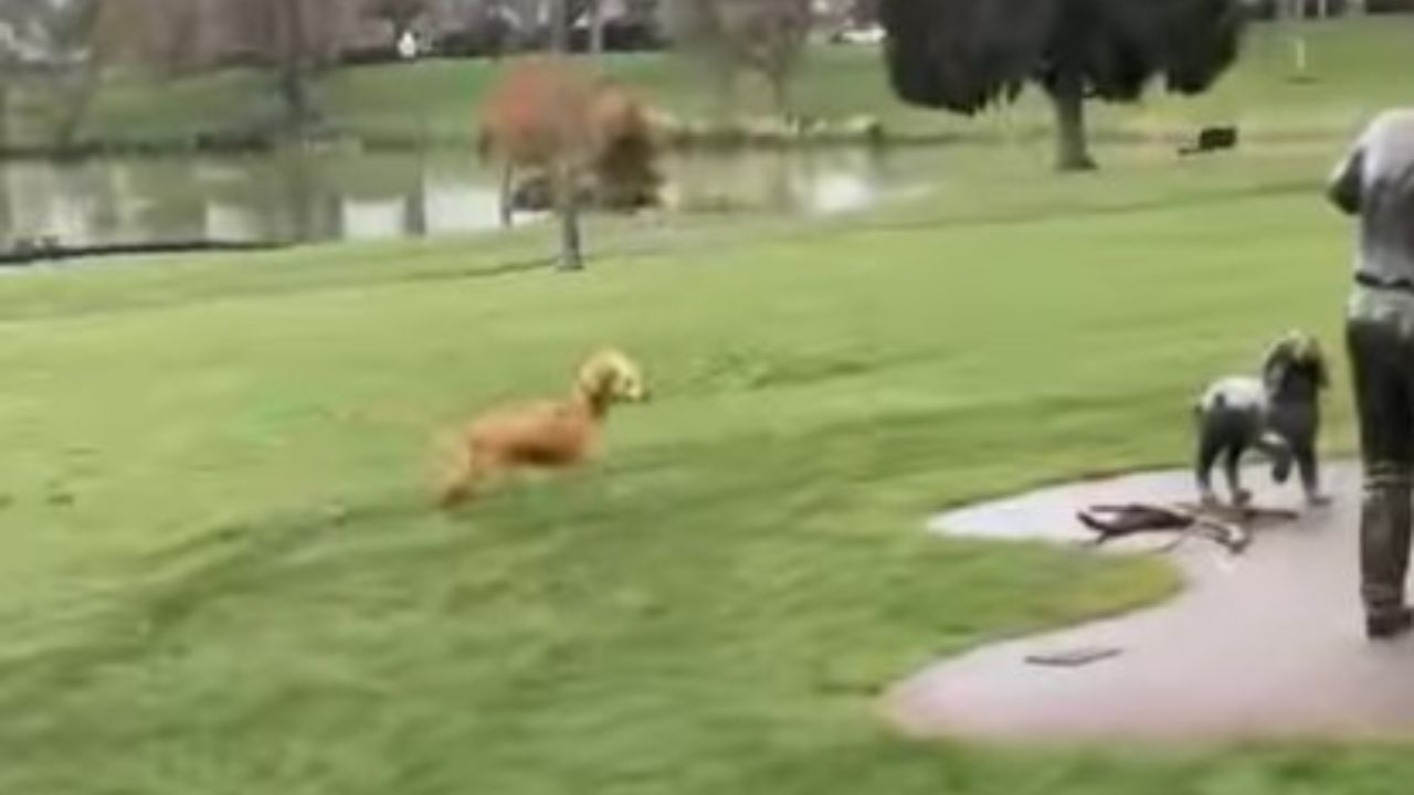 cane al parco