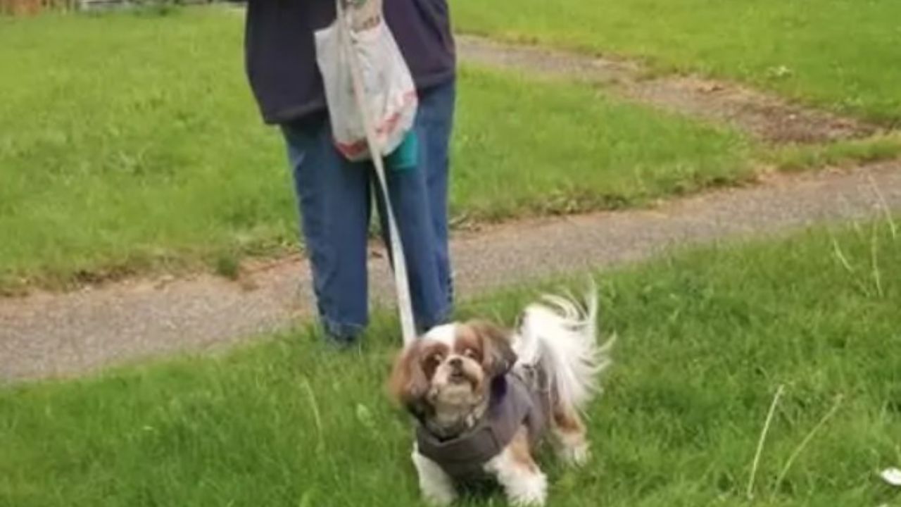 cane al guinzaglio