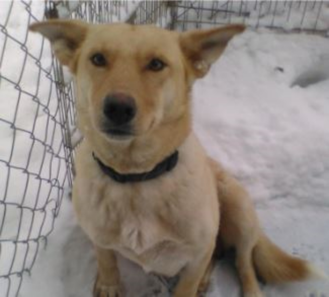 una cagnolina di nome Snowbelle