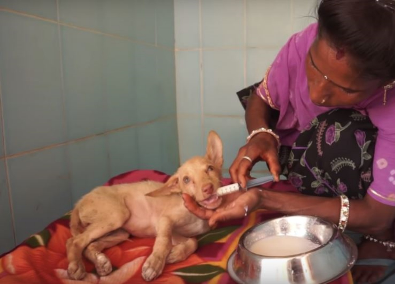 Un cane che riceve il cibo dalla siringa