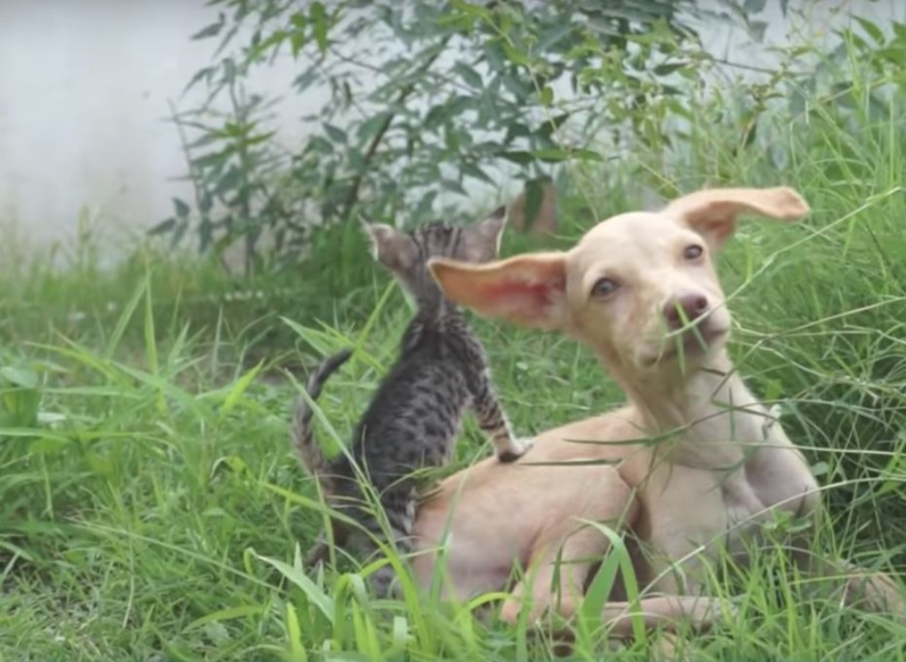 una cagnolina con un gattino