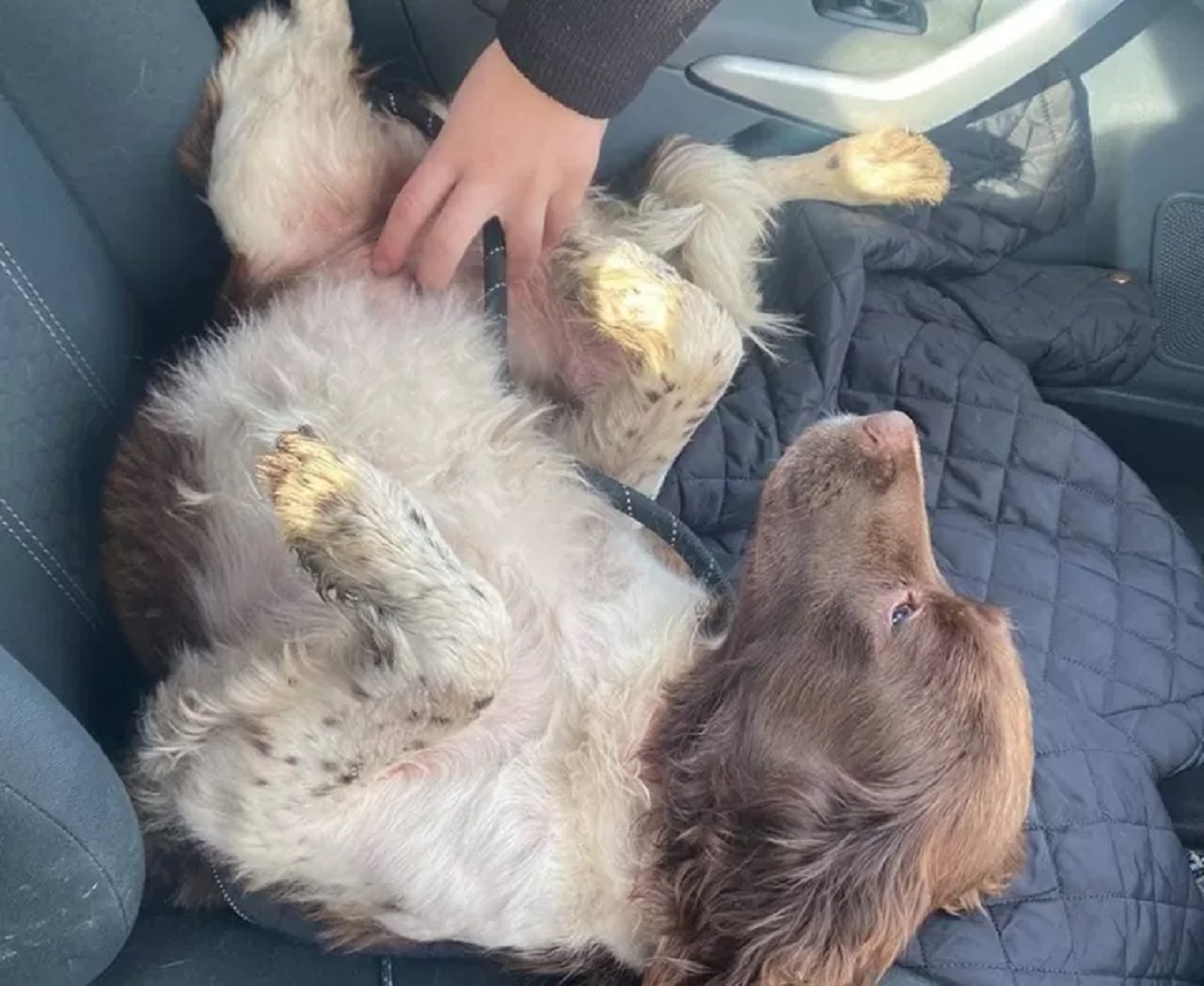 Springer Spaniel  a pancia in su