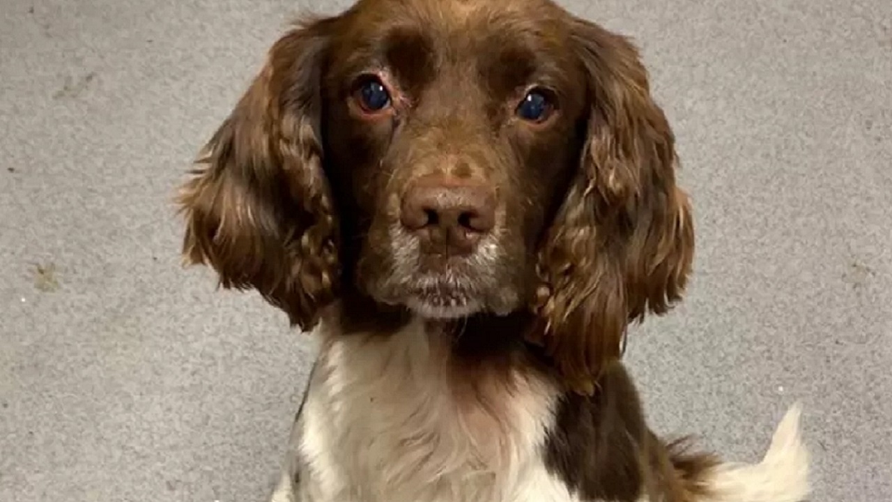 Cane di razza Springer Spaniel