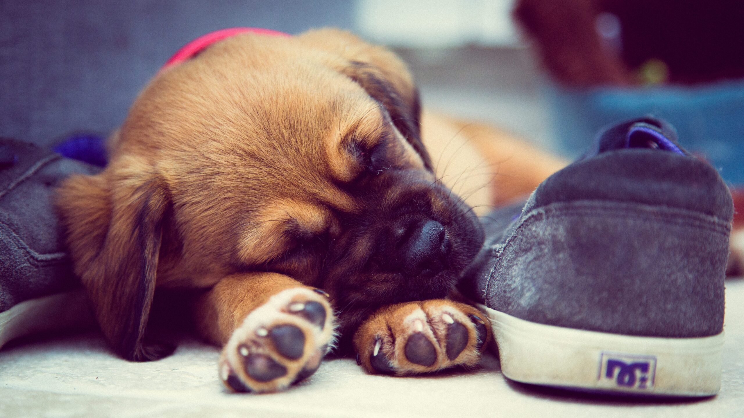 cucciolo di cane dorme