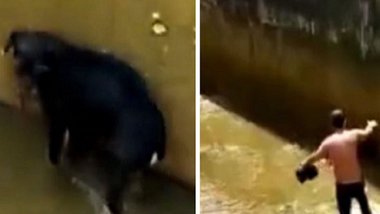 cucciolo caduto in un fiume