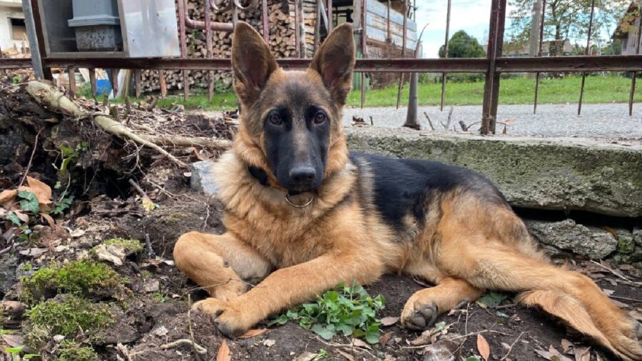 thena cagnolina sulla terra