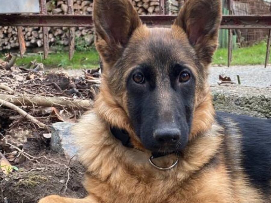 cagnolina muso lungo nero