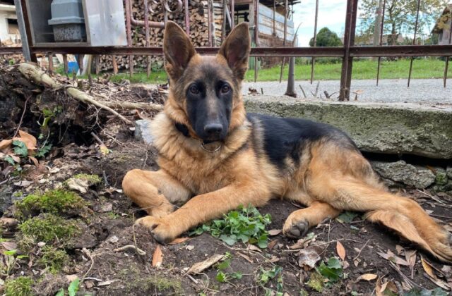 Torino, si cerca ancora Thena, la cagnolina Pastore Tedesco fuggita di casa