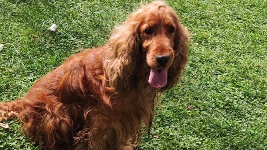 cane cocker spaniel inglese