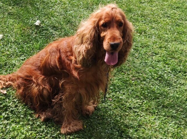 Toritto, cagnolino Cocker di nome Lucky smarrisce la via di casa, le ricerche non conoscono sosta