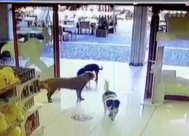 La videocamera coglie in flagrante tre cani intelligenti che hanno fatto squadra per rubare dei giocattoli (VIDEO