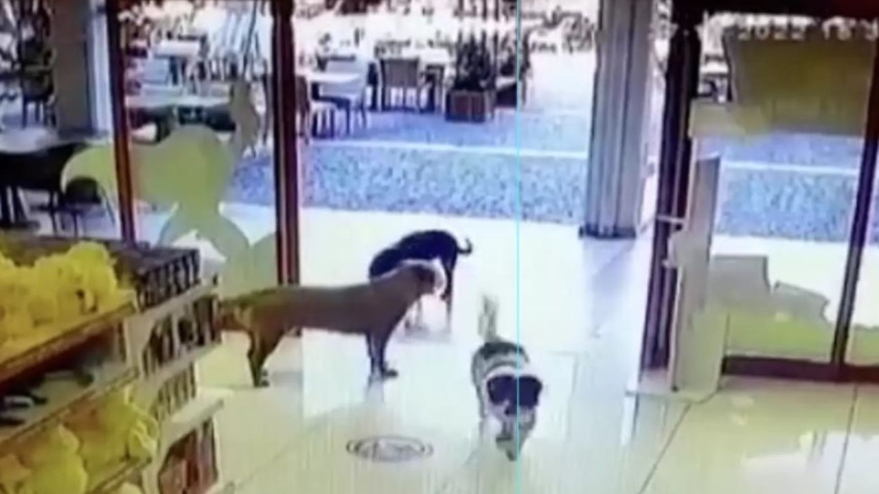 cani in azione
