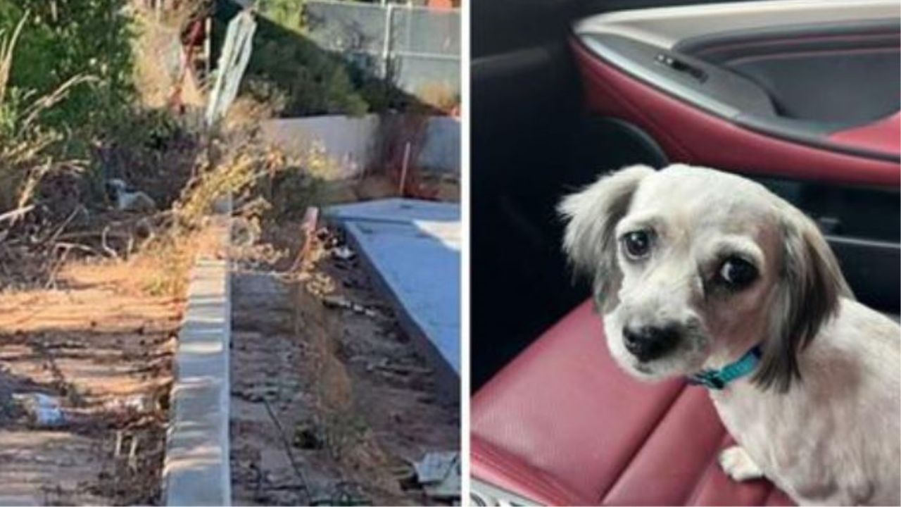 Un cagnolino seduto in macchina