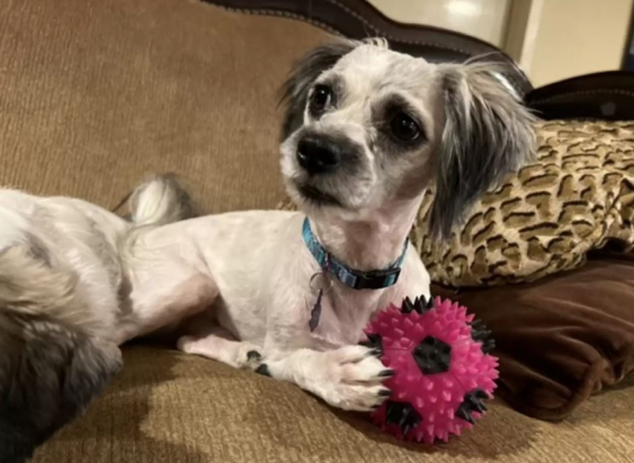 Una cagnolina di nome Truvy