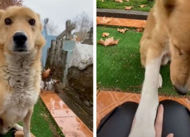 La donna stava piangendo sulla tomba del marito defunto, quando ha alzato gli occhi e ha visto un “angelo” (VIDEO)