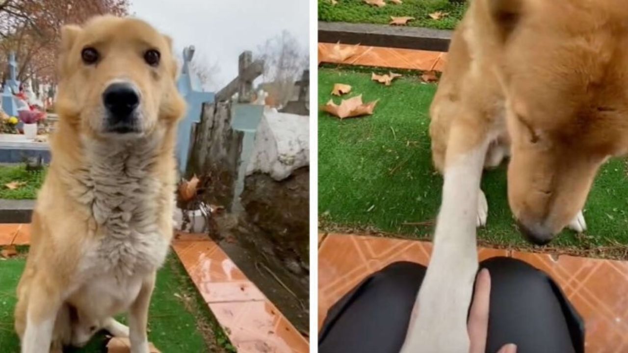 il cane randagio aiuta una donna