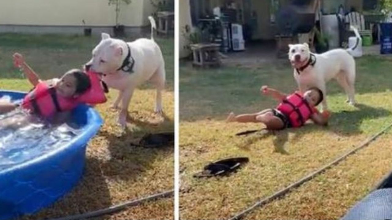 Un cane che prende una bambina dal giubbotto