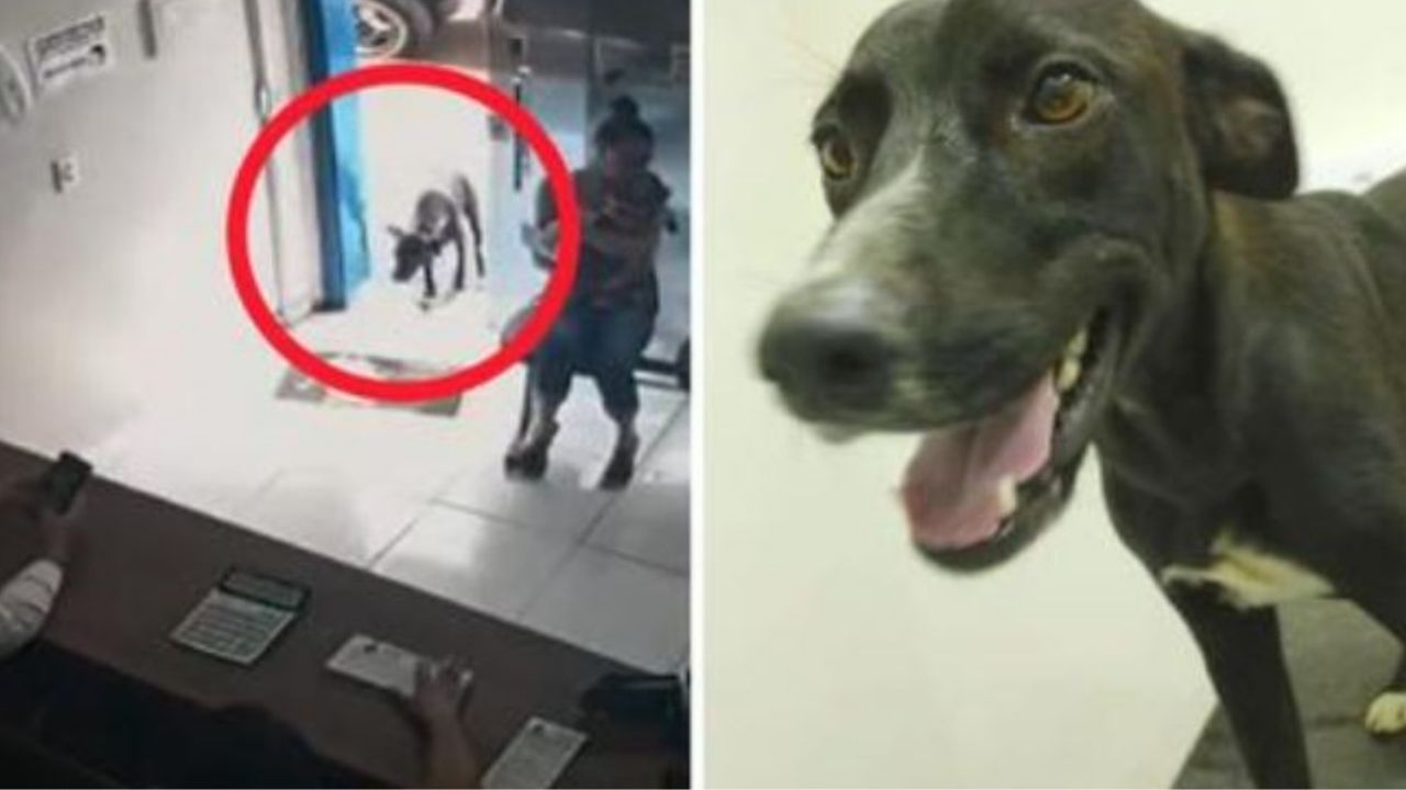 Un cane nero entra in una clinica veterinaria per farsi curare