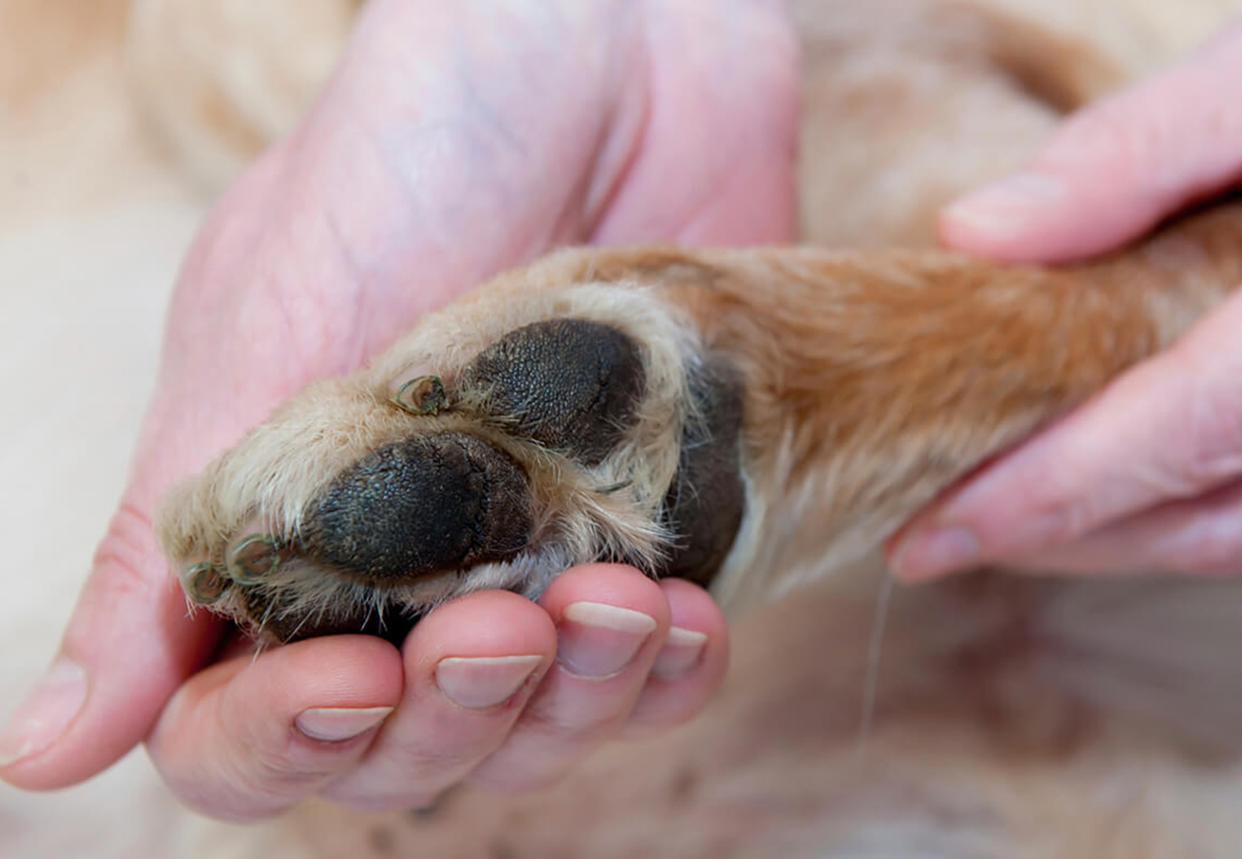 ispezionare zampa del cane