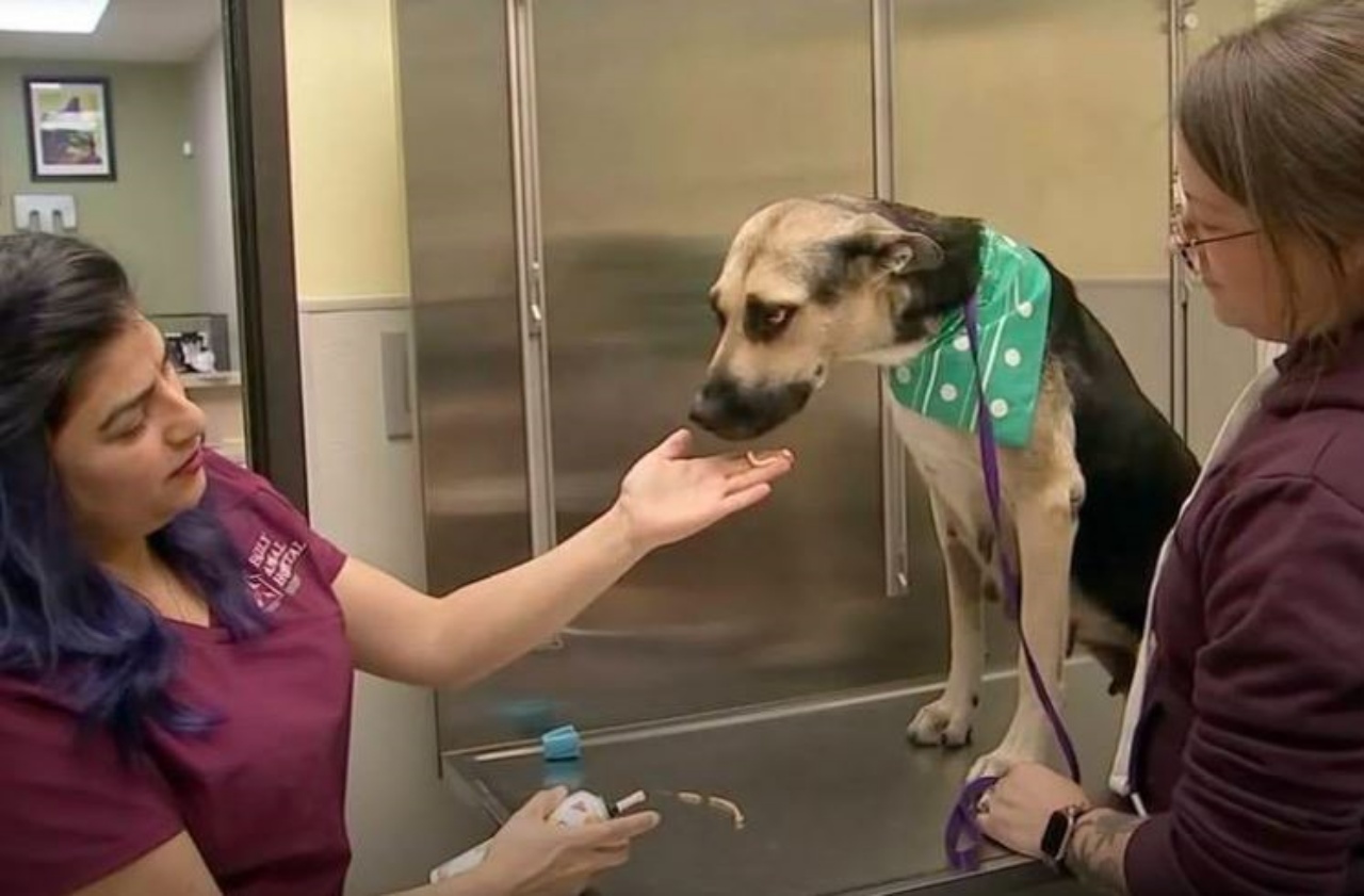 una cagnolina in una clinica veterinaria 