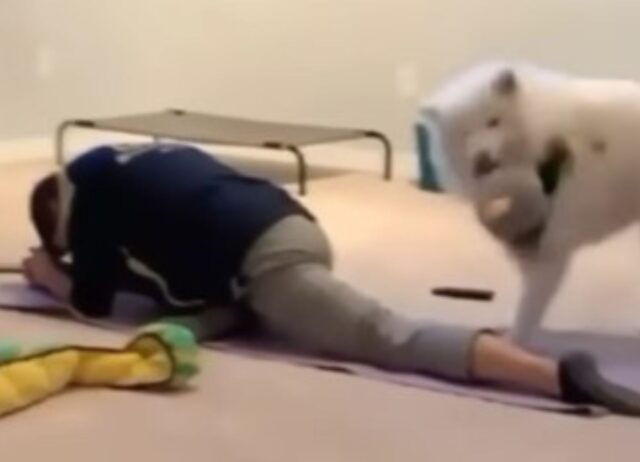 Il cagnolone si scatena mentre il padrone sta tranquillamente facendo yoga (VIDEO)