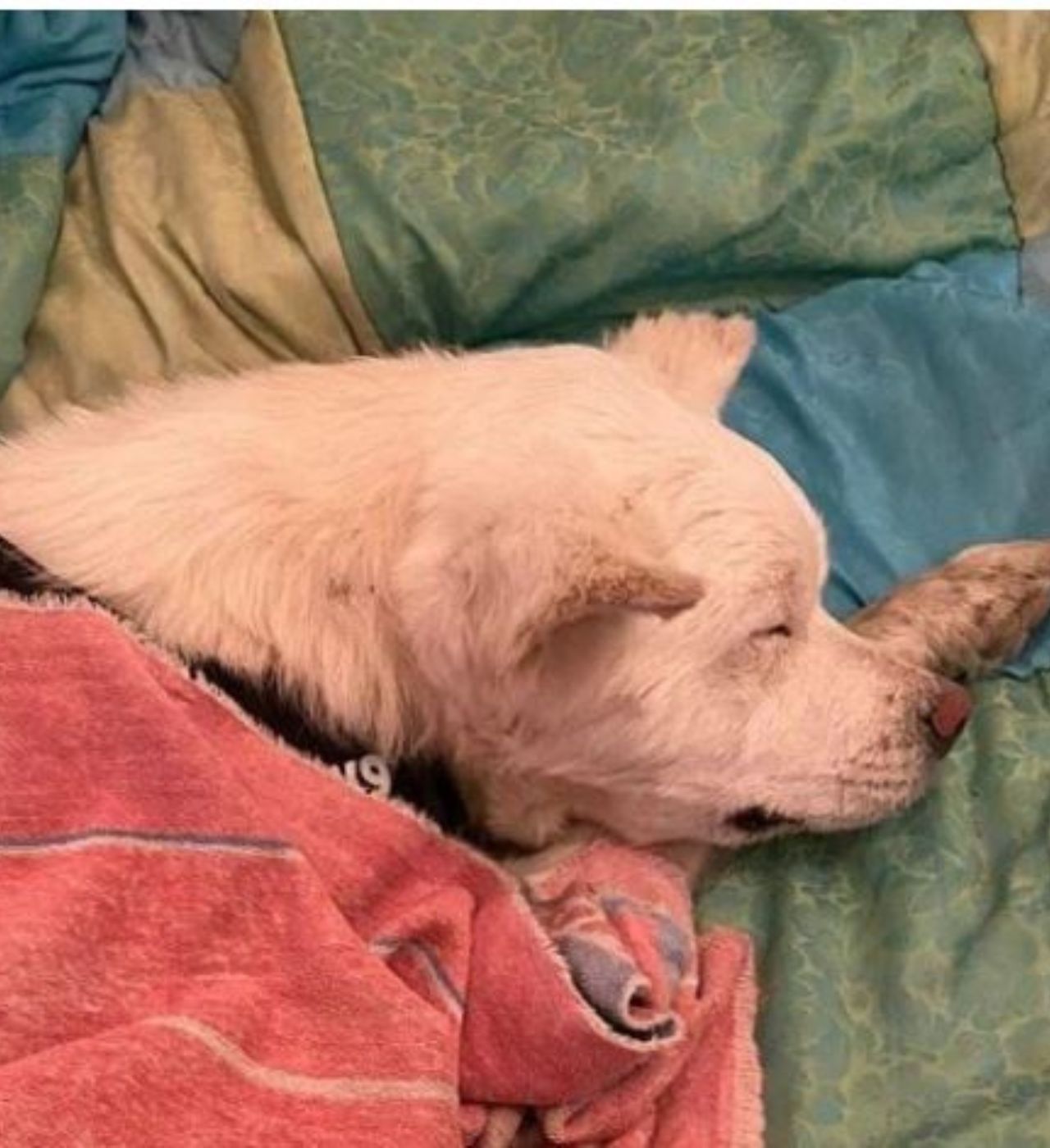 Un cane di nome Yuki salvato dalla frana di Ischia