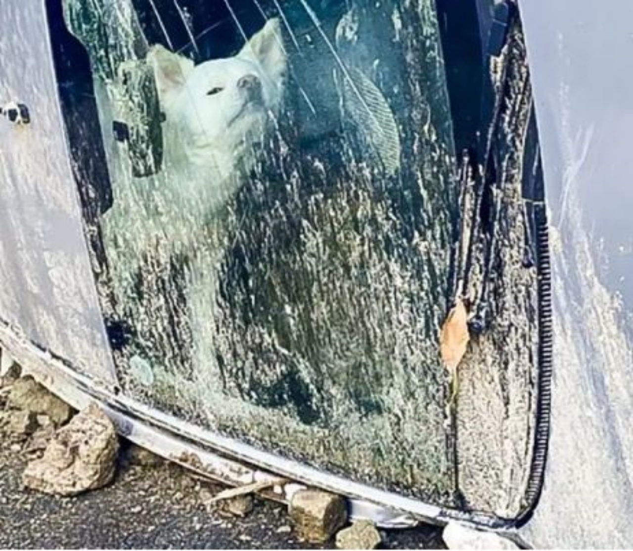 Un cane chiuso in un'auto 