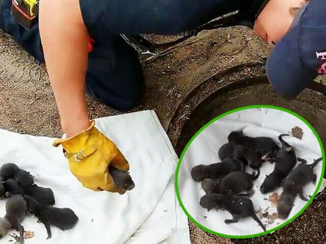 8 cuccioli di Labrador bloccati in uno scarico salvati dai pompieri. Ma non erano cani