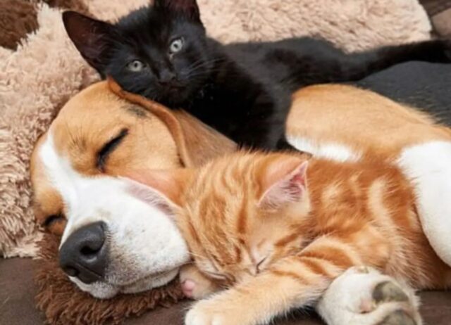 La Beagle adotta dei gattini e si convince davvero di essere la loro mamma