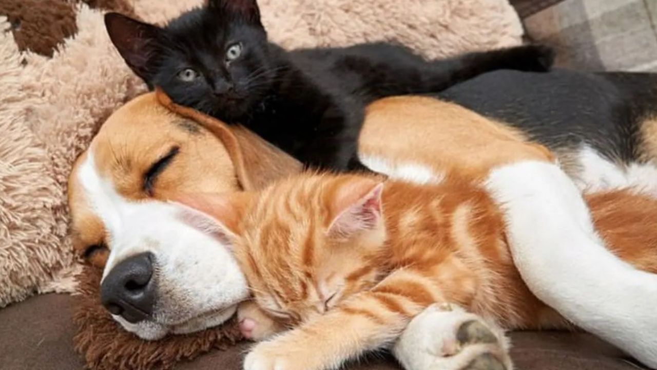 cane e due gatti che dormono