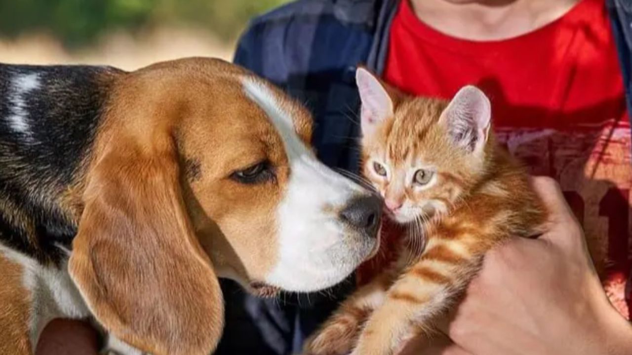 beagle e micio a confronto