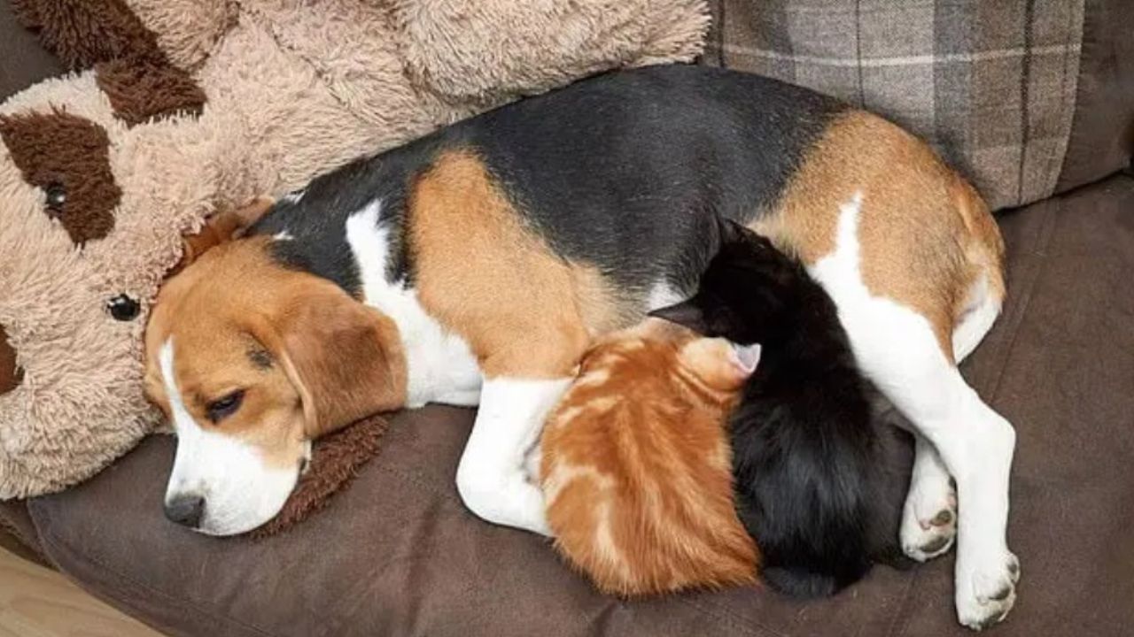 cagnolina dorme con due micetti