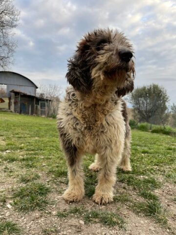 Bimba, la cagnolina di quartiere è alla ricerca di una famiglia felice: aiutiamola