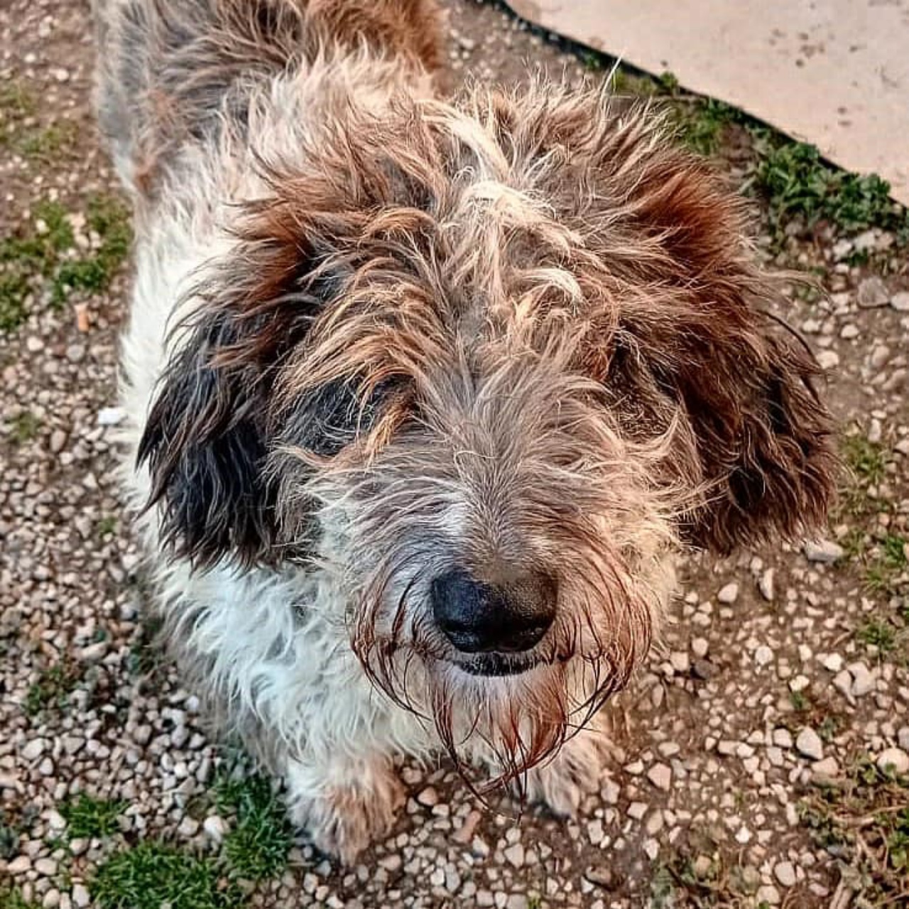 bimba cagnolina dolce