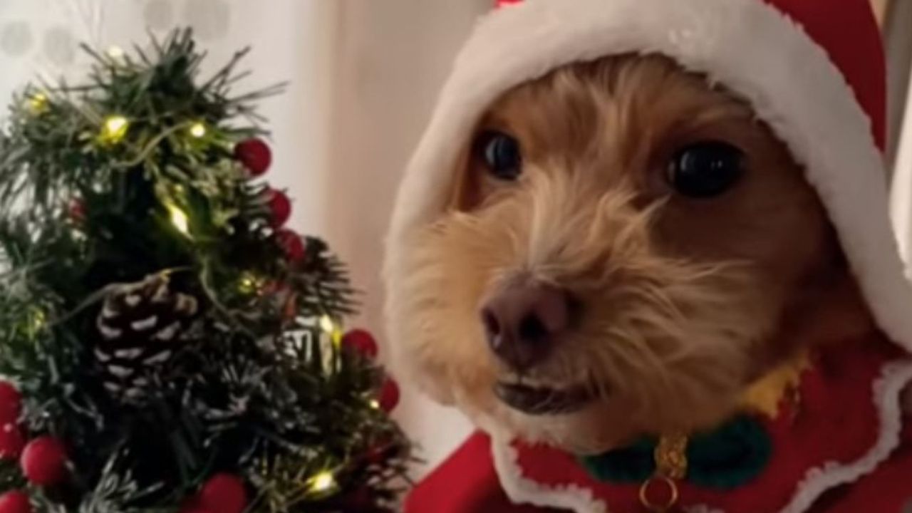 CANE CON CAPPELLO DI BABBO NATALE