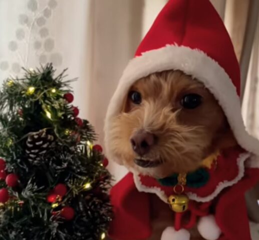 È il primo Natale in casa di questo adorabile cagnolino: e non se lo dimenticherà mai