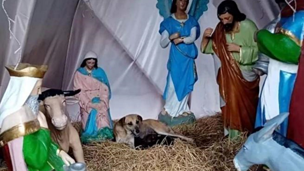 cagnolina nel presepe