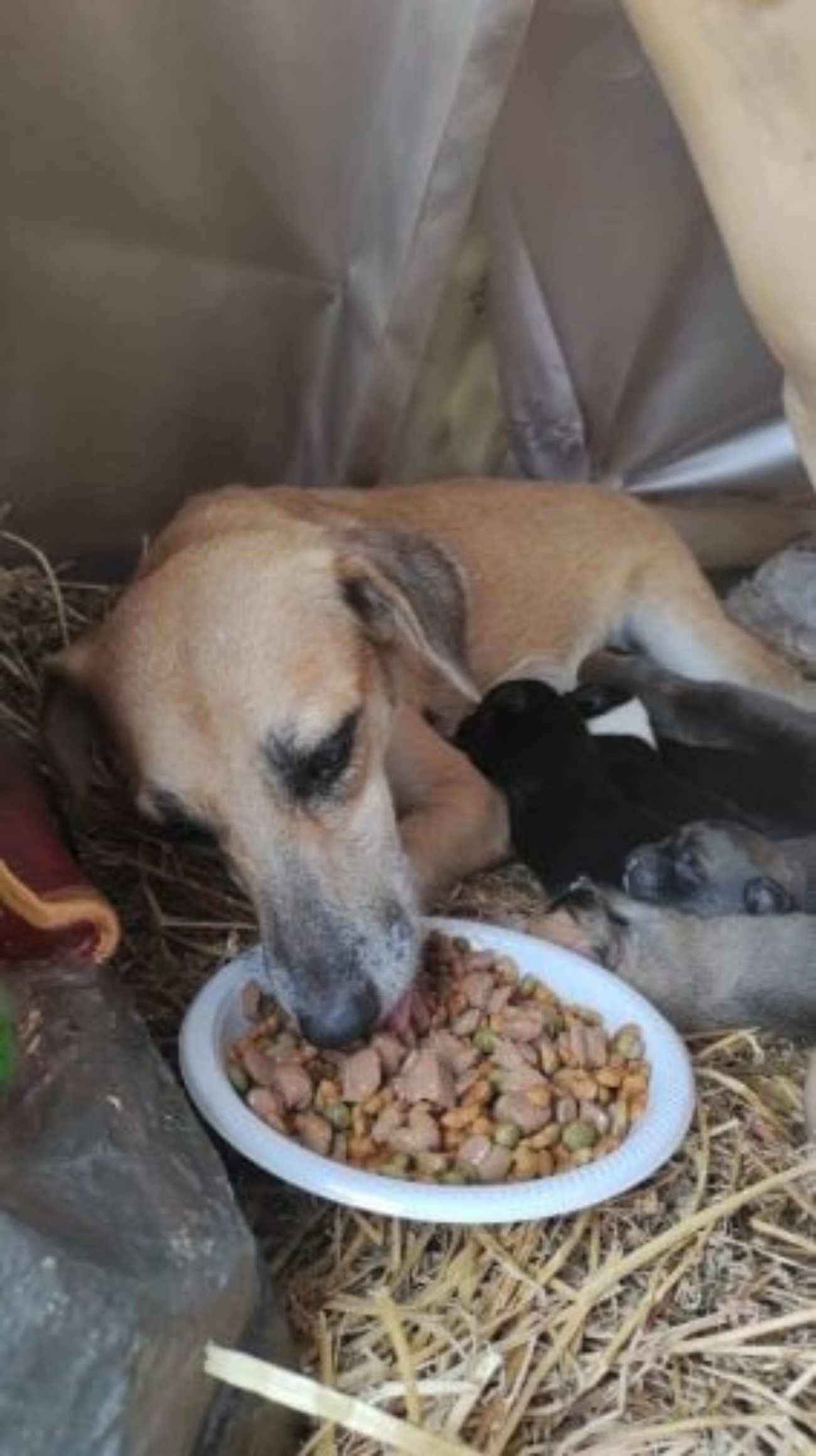 cagnolina e cuccioli