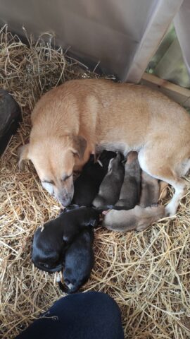 Cagnolina randagia partorisce nel Presepe poco prima di Natale