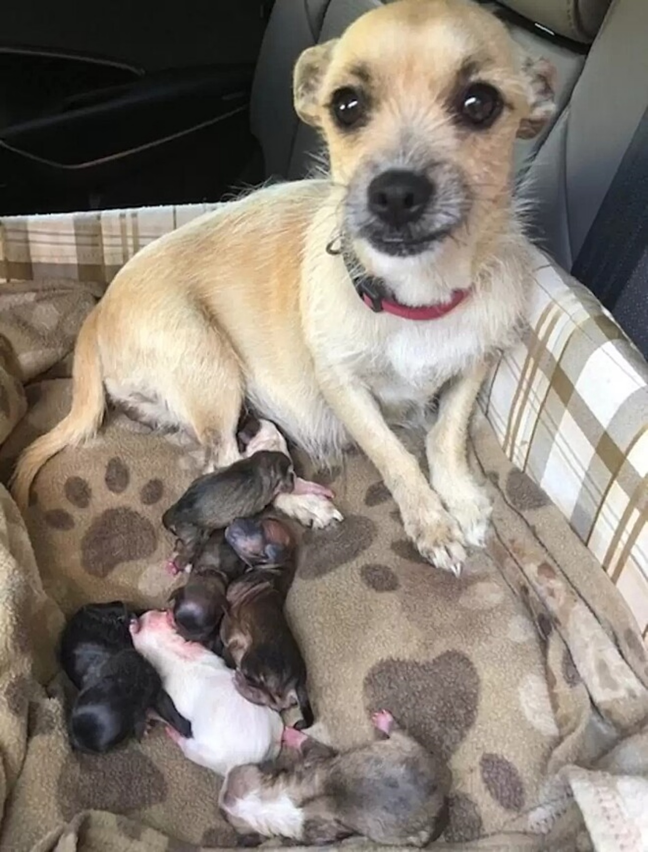 cagnolina con cuccioli