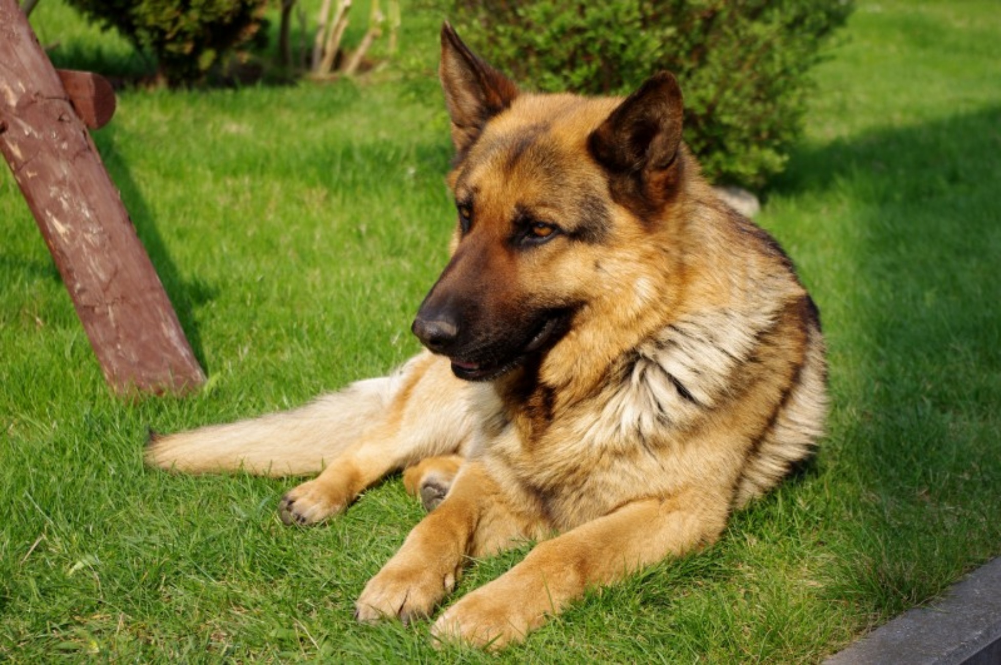 cagnolona sul prato