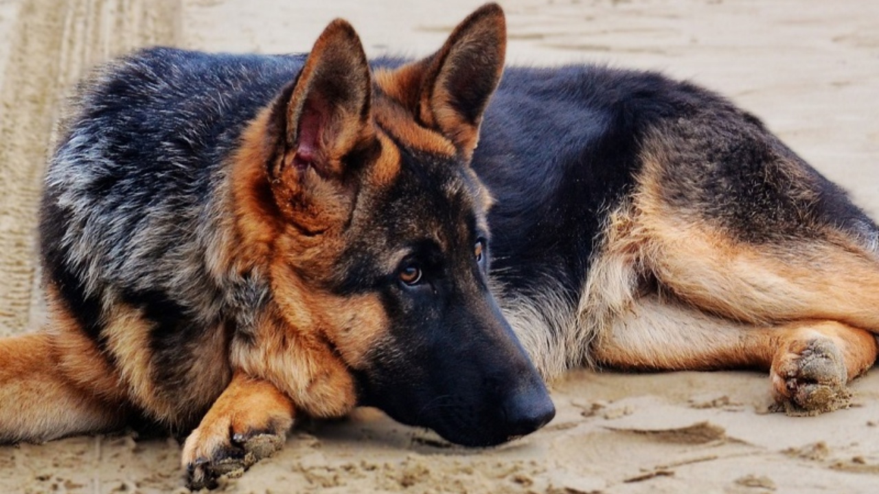 cagnolona