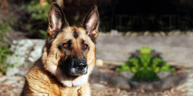 Cagnolona resta per giorni accanto al corpo del suo umano deceduto