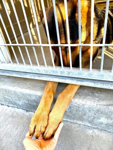 Cane cerca disperatamente amore e dà la zampa a tutti i visitatori del rifugio