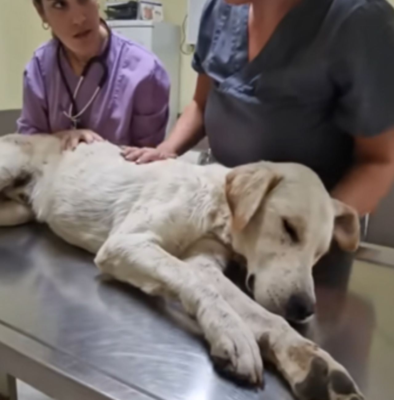 Cane sul lettino del veterinario
