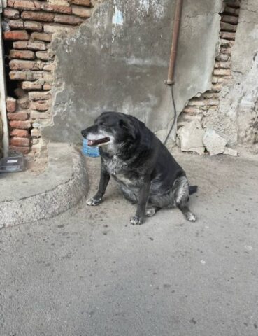 Cane randagio diventa un punto di riferimento per i turisti: è anche su Google Maps