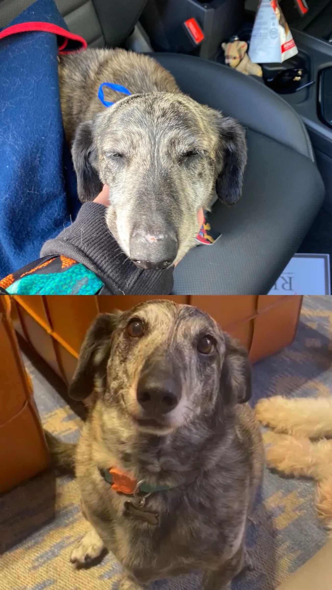 cane prima e dopo
