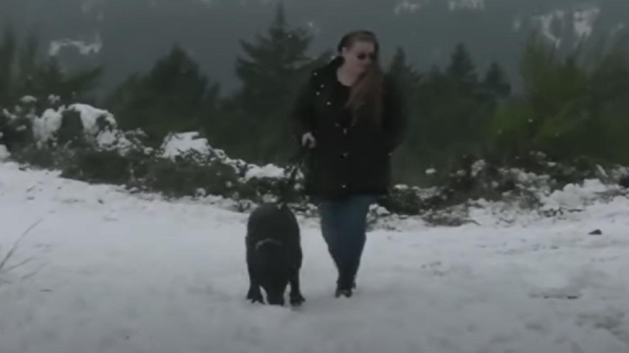 Cane passeggia a guinzaglio con la padrona