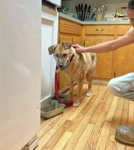 Cane smarrito riabbraccia la sua umana dopo un mese di lontananza